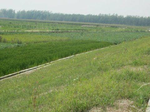 三維植被網(wǎng)護(hù)坡，三維植被網(wǎng)